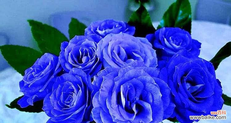 威严与神秘的紫玫瑰 紫玫瑰的花语与传说