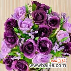 威严与神秘的紫玫瑰 紫玫瑰的花语与传说