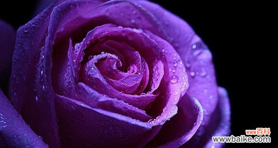 威严与神秘的紫玫瑰 紫玫瑰的花语与传说