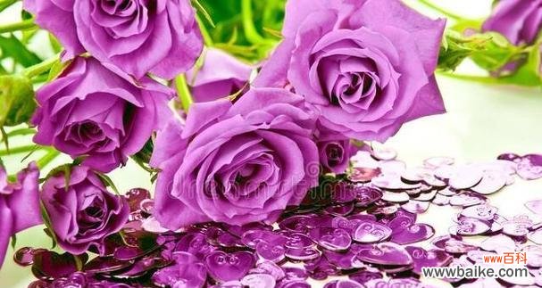 探寻紫玫瑰的秘密 紫玫瑰花语的深刻寓意