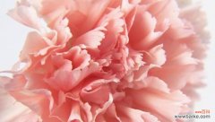 花语传递师道尊严 花开师恩，尊敬师长的花