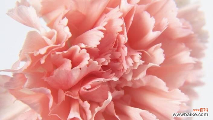 花语传递师道尊严 花开师恩,尊敬师长的花