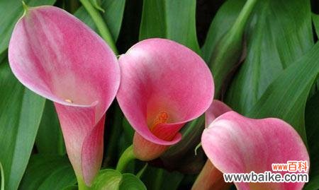 传递尊重与敬意的鲜花语言 以花语尊重的花——向生命致敬