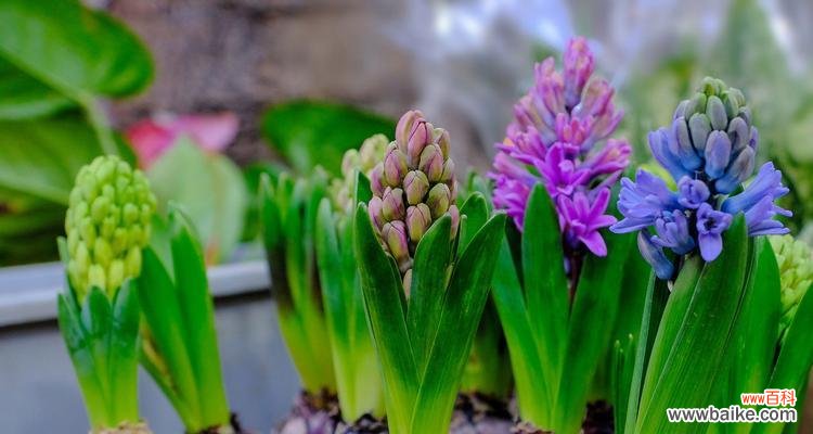 传递尊重与敬意的鲜花语言 以花语尊重的花——向生命致敬