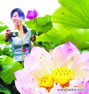 以美丽的花朵传递情感 并蹄莲的花语——传递爱与关怀