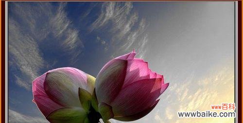 以美丽的花朵传递情感 并蹄莲的花语——传递爱与关怀