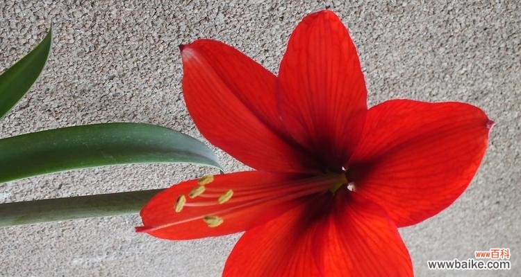 以美丽的花朵传递情感 并蹄莲的花语——传递爱与关怀