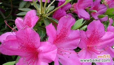 探索杜鹃花的花语与心灵共鸣 五彩斑斓的杜鹃花花语