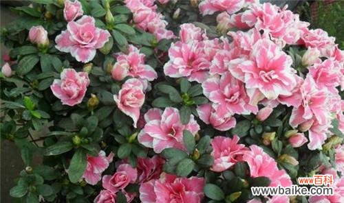 探索杜鹃花的花语与心灵共鸣 五彩斑斓的杜鹃花花语