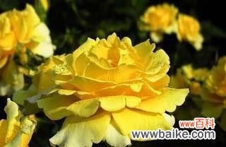 探索不同颜色蔷薇的花语 蔷薇花语的多彩世界