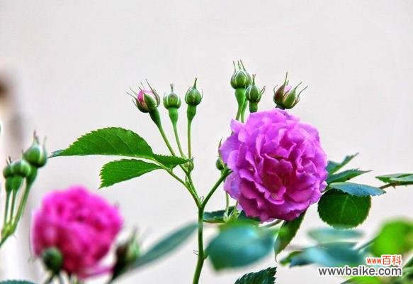 探索不同颜色蔷薇的花语 蔷薇花语的多彩世界