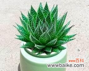 探寻波露花的内涵和教益 波露花的象征意义及启示