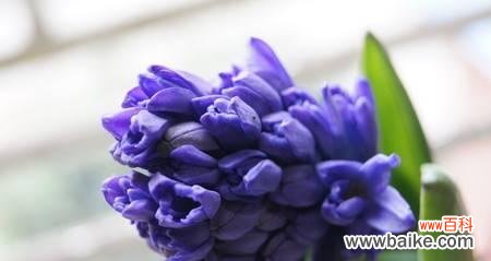 探索不同颜色风信子的意义与象征 多彩风信子花语