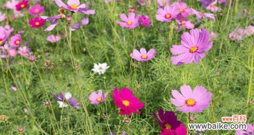 一朵花的千面世界 探寻波斯菊的花语与象征意义