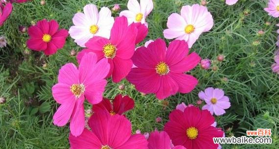 一朵花的千面世界 探寻波斯菊的花语与象征意义