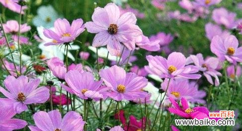 一朵花的千面世界 探寻波斯菊的花语与象征意义