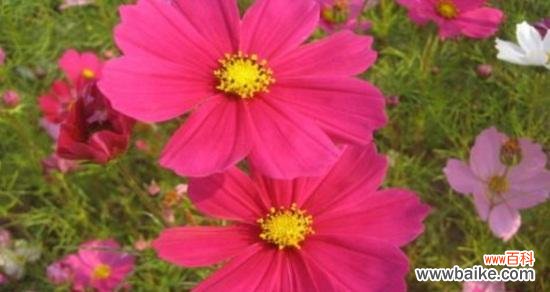 探究波斯菊所传递的积极意义 波斯菊的花语