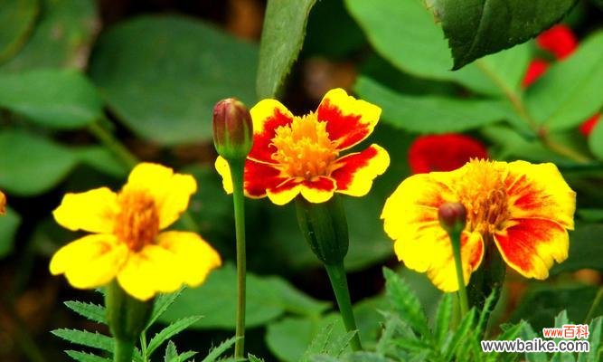 探究波斯菊所传递的积极意义 波斯菊的花语