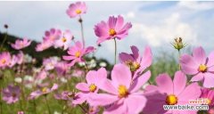 探究波斯菊所传递的积极意义 波斯菊的花语