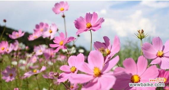 探究波斯菊所传递的积极意义 波斯菊的花语