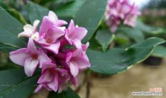 探索不同颜色的瑞香花语及其神秘魅力 多彩瑞香花花语与寓意