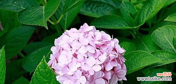 以不同颜色的绣球花为主题 绣球花的花语与意义