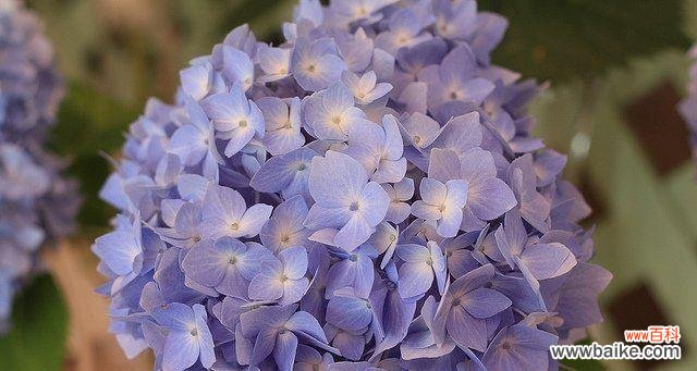 以不同颜色的绣球花为主题 绣球花的花语与意义