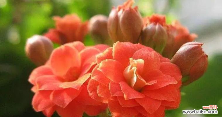 领悟长寿花的心灵奥秘 丰富多彩的长寿花花语