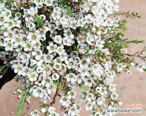 以梅花为主题 七彩梅花语