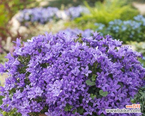 探寻紫色风铃草的美丽花语 紫色风铃草的花语