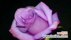 探索紫色玫瑰花的美丽与意义 紫色玫瑰花的寓意