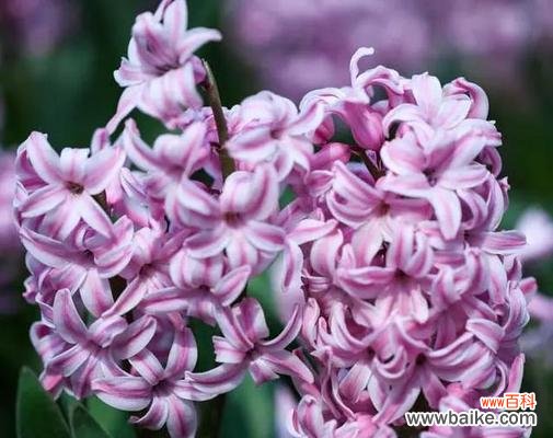 探寻紫色风信子花语所传递的深刻哲理 紫色风信子花语揭示人生的奥秘