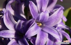 探寻紫色风信子花语所传递的深刻哲理 紫色风信子花语揭示人生的奥秘