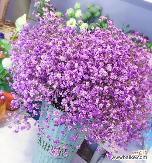 探寻紫色满天星花所传递的花语 紫色满天星的花语——神秘与浪漫交织的花海