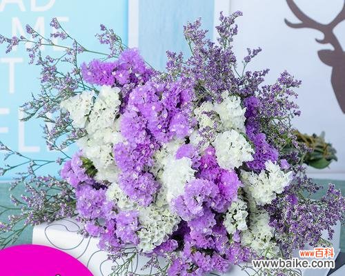 探寻紫色满天星花所传递的花语 紫色满天星的花语——神秘与浪漫交织的花海