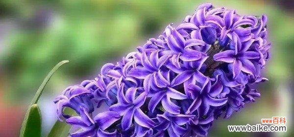 传递希望与勇气的紫色花朵 紫色马蹄莲的美丽花语