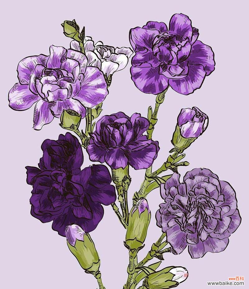 探寻紫色康乃馨的深刻内涵 紫色康乃馨花语和寓意