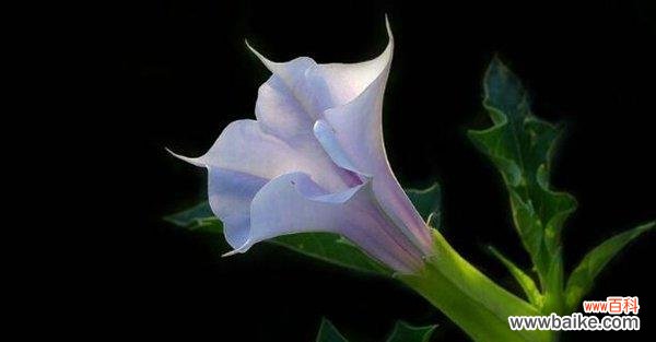 探寻紫色曼陀罗花的秘密世界 紫色曼陀罗花的美与意义