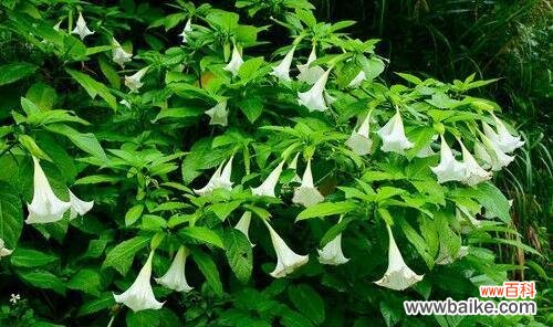 揭秘紫色曼陀罗花的神秘之美 紫色曼陀罗花的花语及象征意义