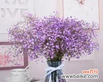 探索紫色满天星的花语与象征意义 紫色满天星的花语及其意义