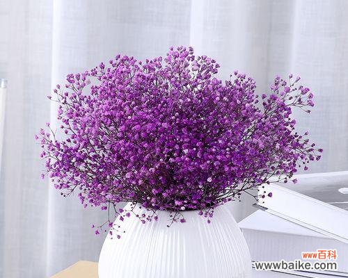 探索紫色满天星的花语与象征意义 紫色满天星的花语及其意义