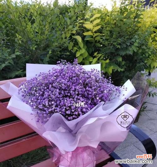 探索紫色满天星的神奇语言 紫色满天星花语和寓意