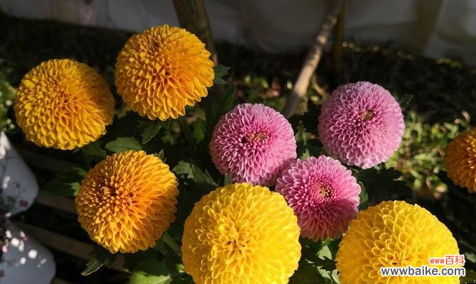 解读乒乓菊花语言中五种不同颜色的象征意义 乒乓菊花的五种颜色及其含义