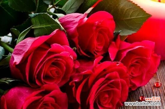 每种颜色都有其独特的含义 《世间玫瑰花开——不同颜色玫瑰的花语解析》