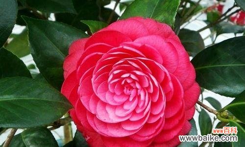 茶花的美丽与深刻寓意 茶花的象征意义和含义