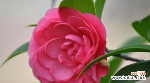 茶花的美丽与深刻寓意 茶花的象征意义和含义