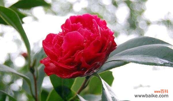 茶花的美丽与象征 茶花的花语和寓意