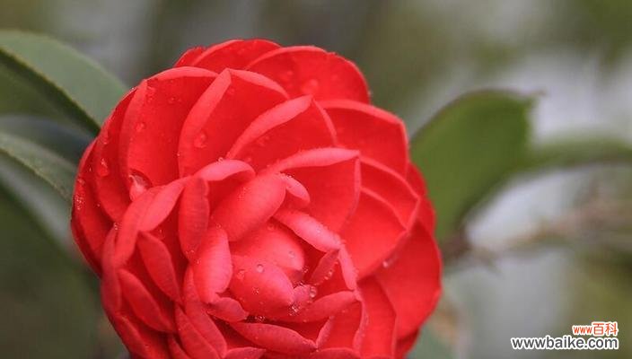 茶花的美丽与象征 茶花的花语和寓意