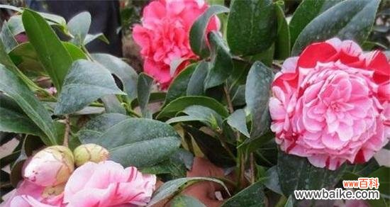 传统文化中茶花的象征意义与风水禁忌 茶花的寓意与象征风水