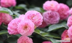 探寻不同颜色蔷薇花所代表的花语 缤纷蔷薇花语